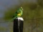 Day02 - 48 * Canary-winged Parakeet